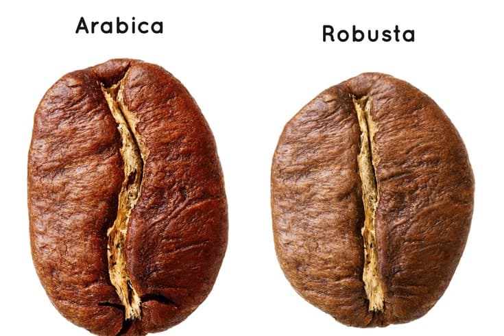 Kahve Cekirdegi Cesitleri: Arabica ve Robusta